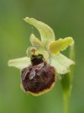 Ophrys minipassionis